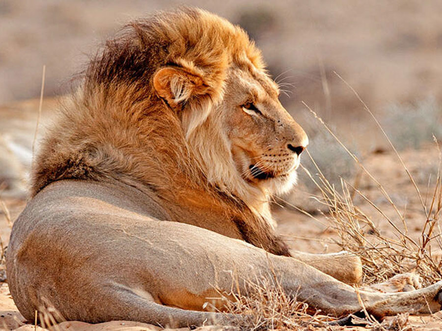 Kgalagadi Transfrontier Park